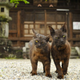 Illustration for article titled Japanese Cats that Look Like Yakuza Are Frighteningly Cute